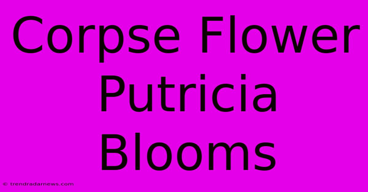 Corpse Flower Putricia Blooms